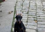 Doberman, žensko štene