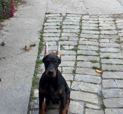 Doberman, žensko štene