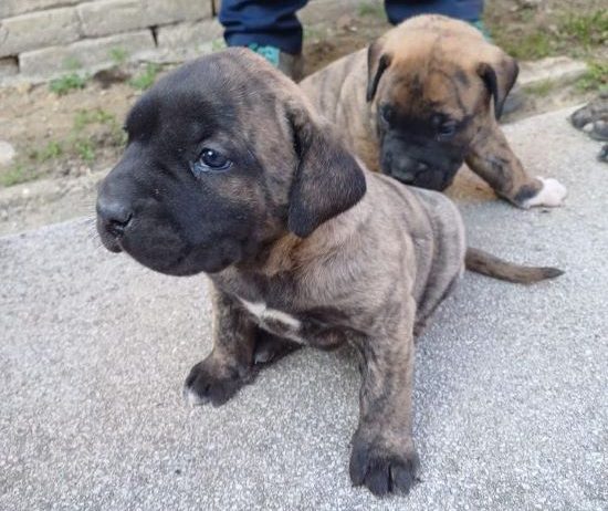 Presa Canario