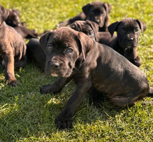 Cane Corso štenci