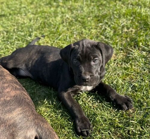 Cane Corso štenci