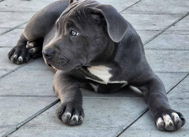 American bully xl