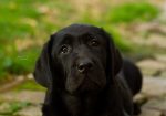 Labrador Retriver štenci