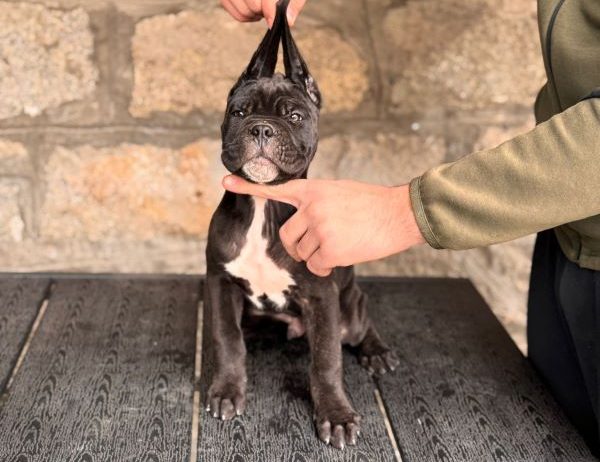 Cane corso stenci