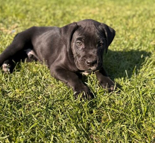 Cane Corso štenci