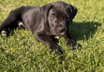 Cane Corso štenci