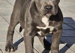 American bully xl