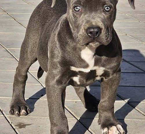 American bully xl