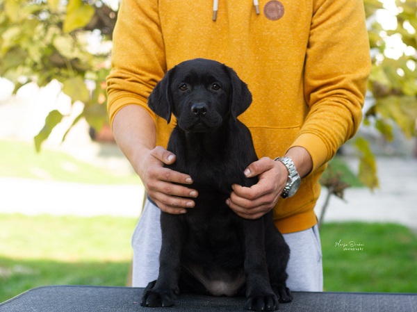 Labrador Retriver štenci