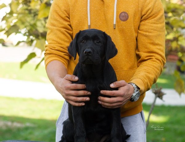 Labrador Retriver štenci