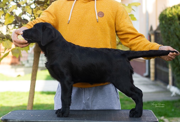 Labrador Retriver štenci