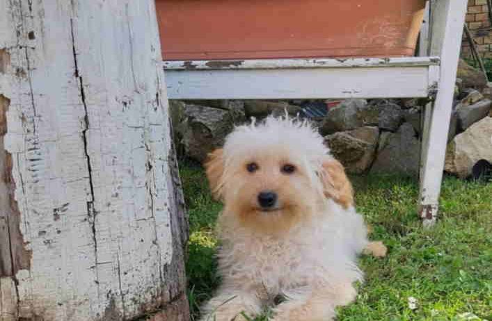 Goldendoodle dvije zenke