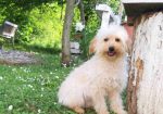 Goldendoodle dvije zenke