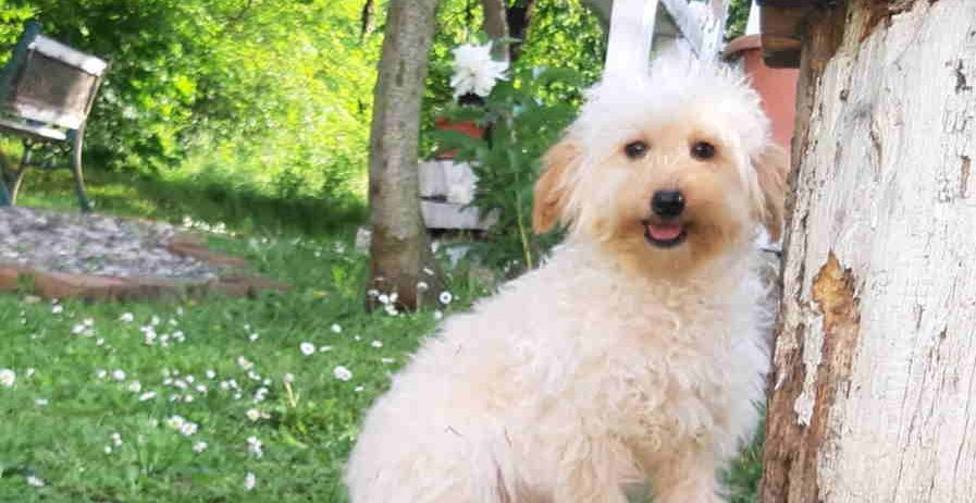 Goldendoodle dvije zenke