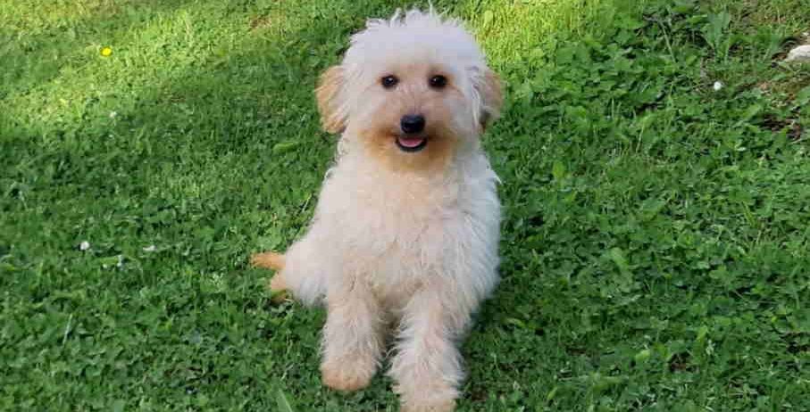 Goldendoodle dvije zenke