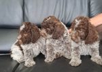 Dostupno novo leglo LAGOTTO ROMANJOLO