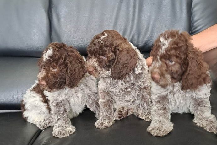 Dostupno novo leglo LAGOTTO ROMANJOLO