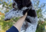 Dostupno novo leglo LAGOTTO ROMANJOLO