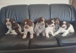 Dostupno novo leglo LAGOTTO ROMANJOLO