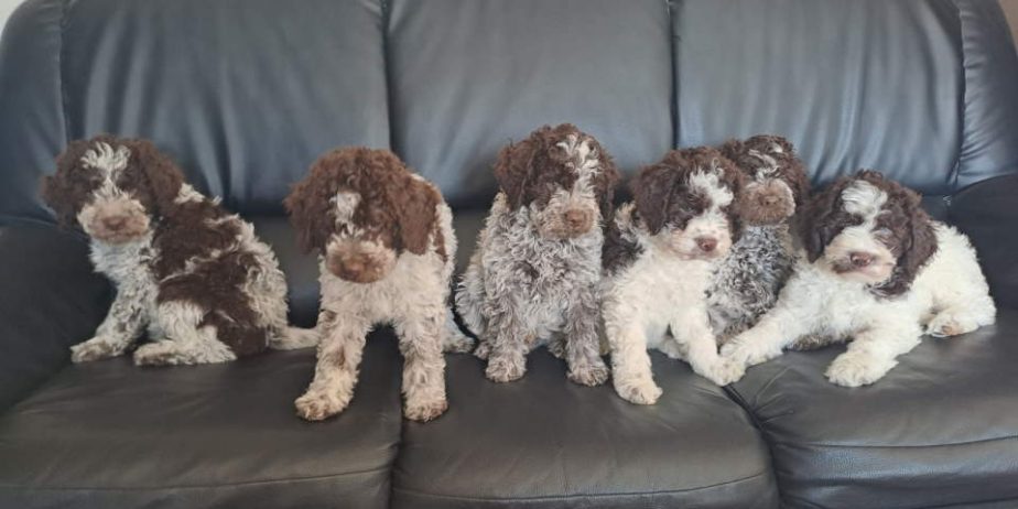 Dostupno novo leglo LAGOTTO ROMANJOLO