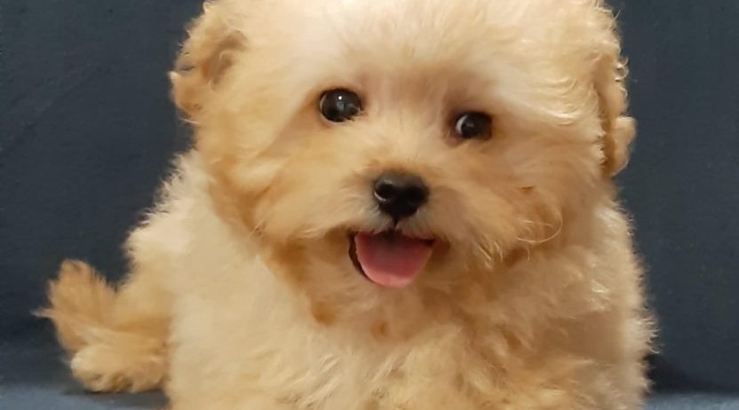 MALTIPOO oba pola