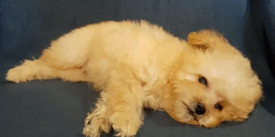 MALTIPOO oba pola