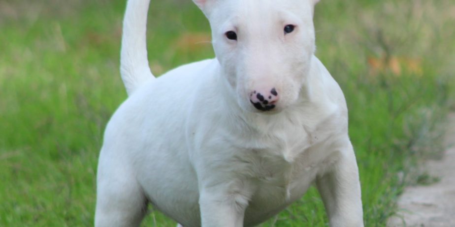 Mini Bull Terijer prelepi štenci