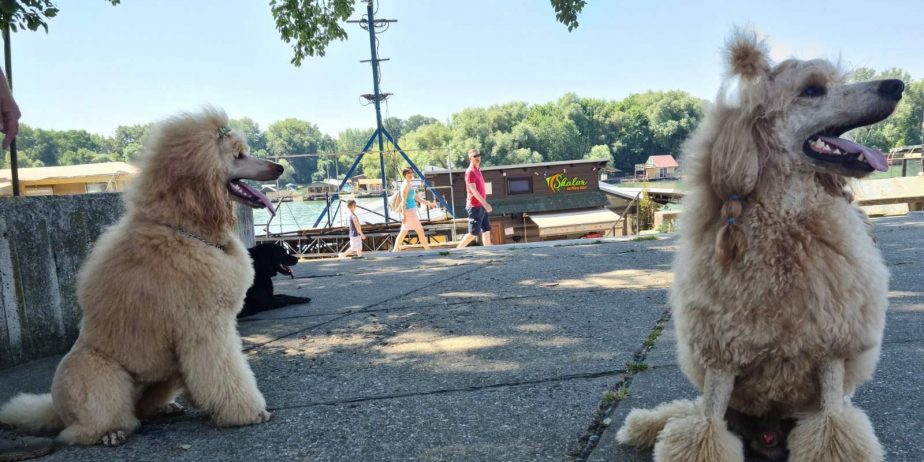 Kraljevska Aprikot Pudla štenci