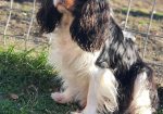 Cavalier king Charles spaniel štenci