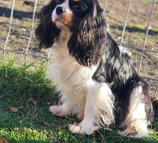 Cavalier king Charles spaniel štenci