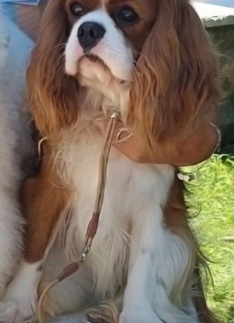 Cavalier king Charles spaniel štenci