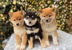 Shiba Inu stenci