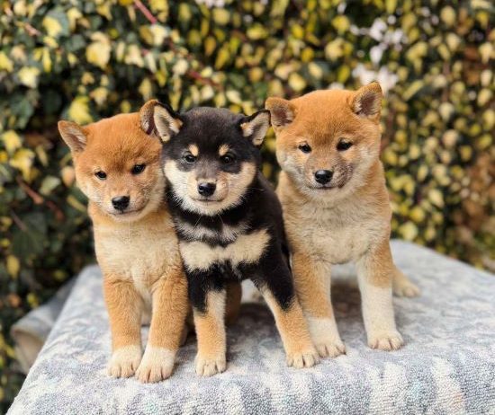 Shiba Inu stenci