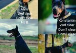 Doberman stenci