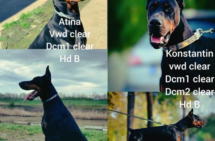 Doberman stenci