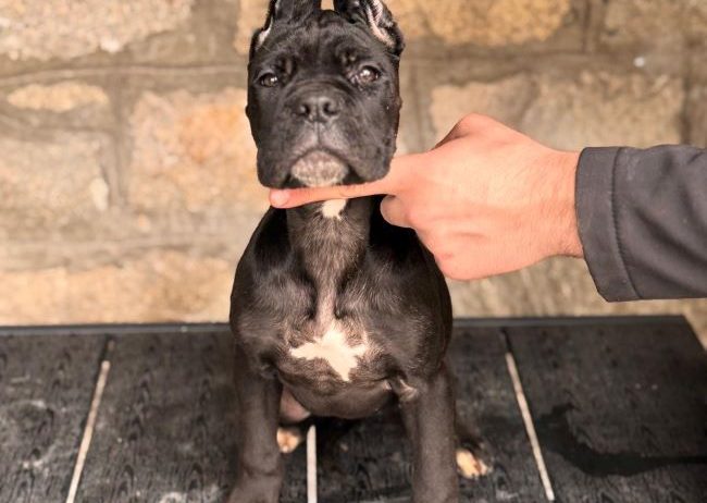 Cane Corso štenci