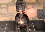 Cane Corso stenci