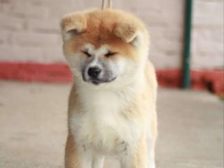 1-akita-inu-Z1224