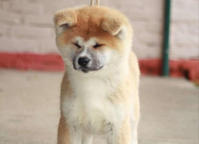 Akita Inu