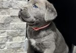 Cane Corso