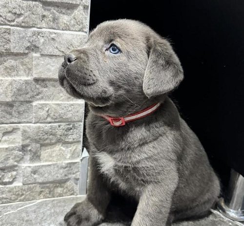 Cane Corso