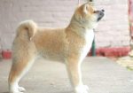 Akita Inu