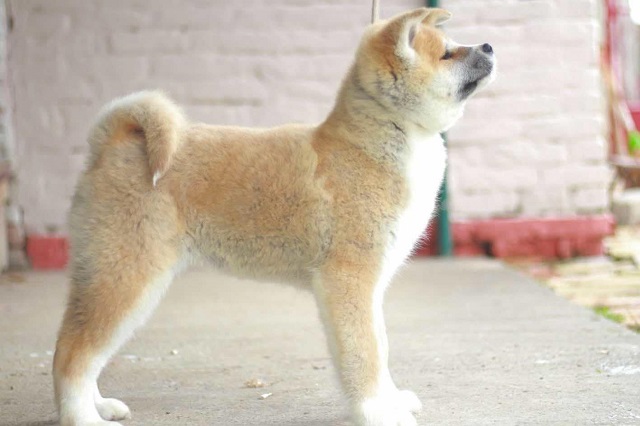 Akita Inu