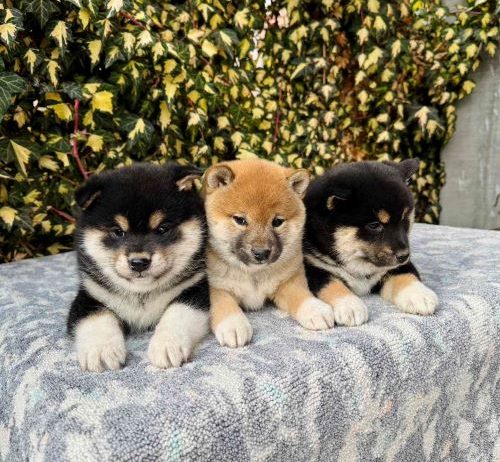 Shiba Inu stenci