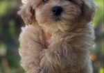 Maltipoo vrhunske genetike