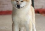 Akita Inu