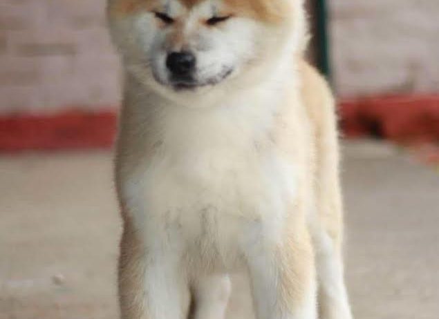 Akita Inu