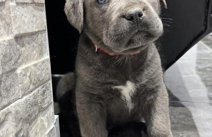 Cane Corso