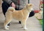 Akita Inu