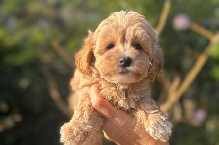 Maltipoo vrhunske genetike